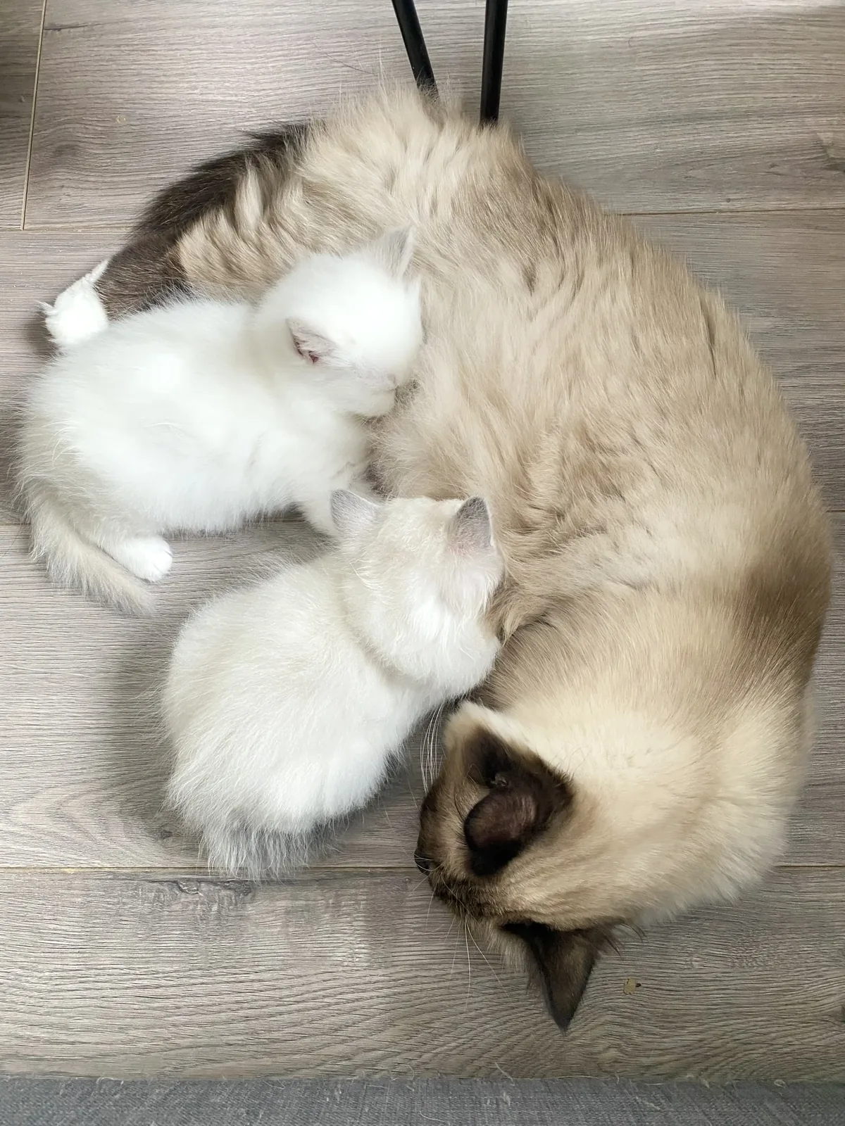 Chaton Sacré de Birmanie de la Chatterie de la Noble Élégance à Colmar en Alsace