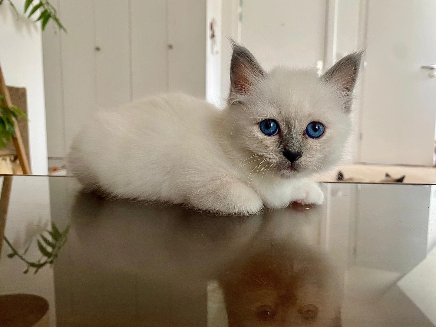 Blue, chaton Sacré de Birmanie blue point, Chatterie de la Noble Élégance à Colmar en Alsace