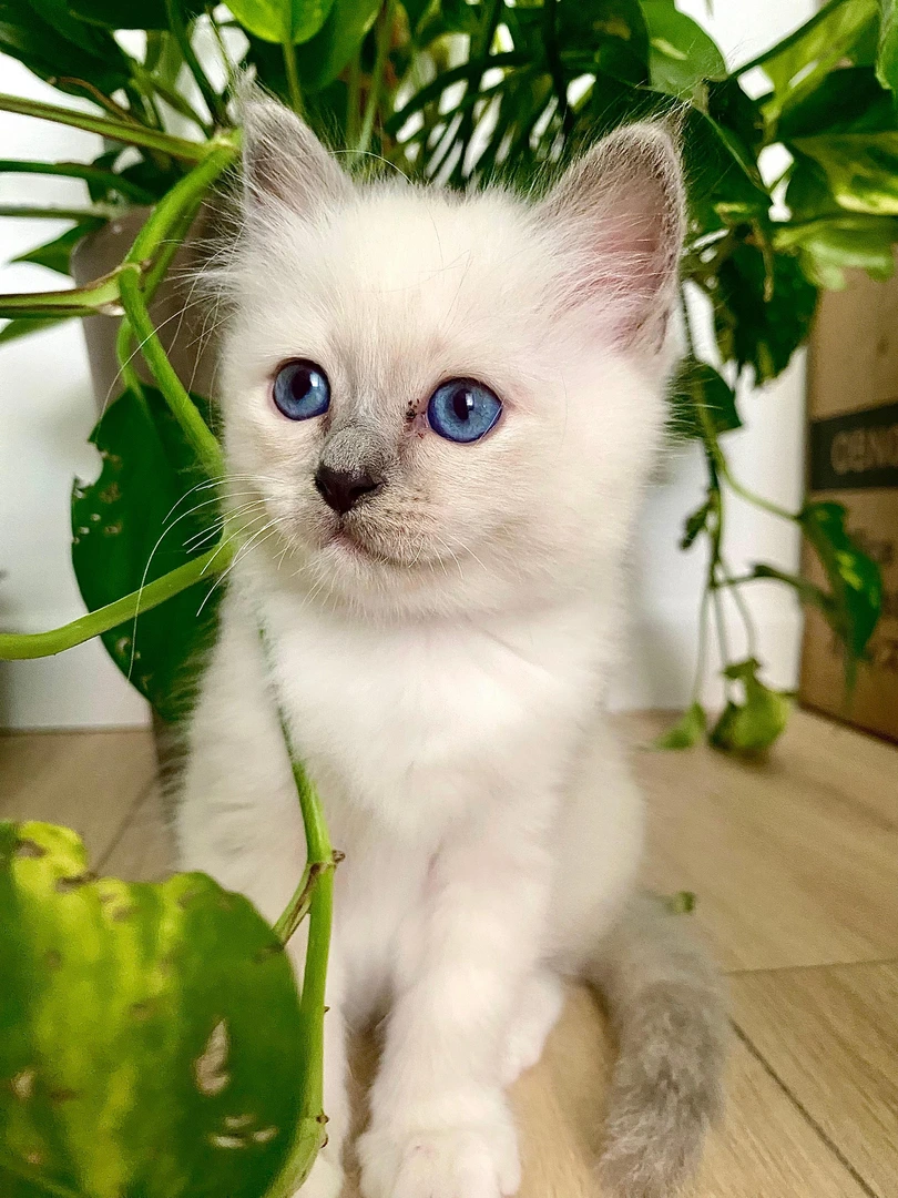 Blue, chaton Sacré de Birmanie blue point, Chatterie de la Noble Élégance à Colmar en Alsace