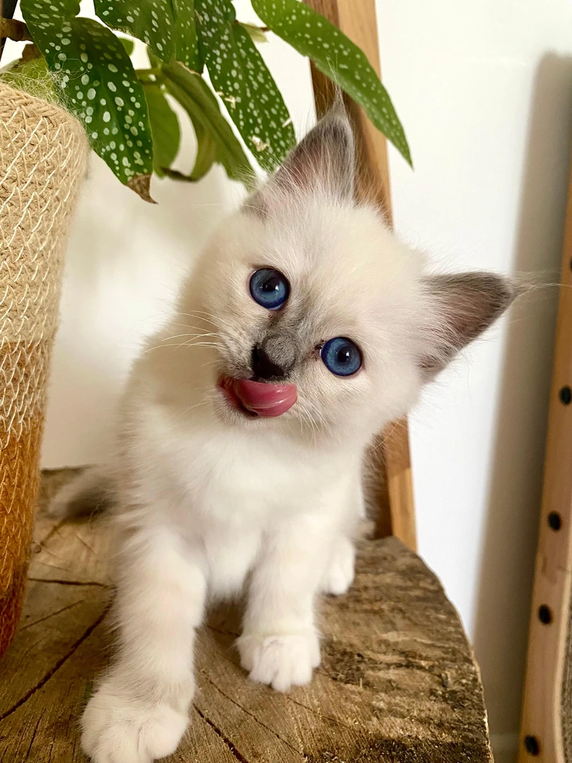 Blue, chaton Sacré de Birmanie blue point, Chatterie de la Noble Élégance à Colmar en Alsace