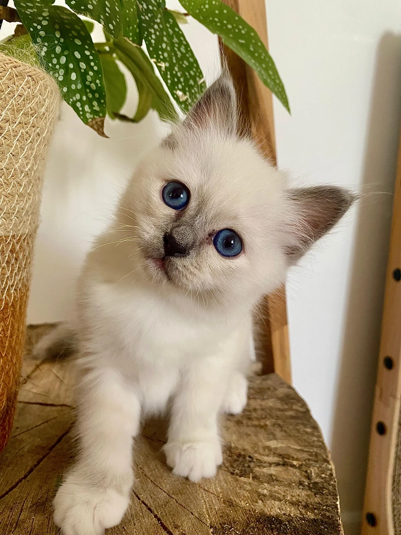 Blue, chaton Sacré de Birmanie blue point, Chatterie de la Noble Élégance à Colmar en Alsace