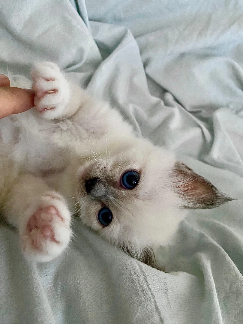Blue, chaton Sacré de Birmanie blue point, Chatterie de la Noble Élégance à Colmar en Alsace