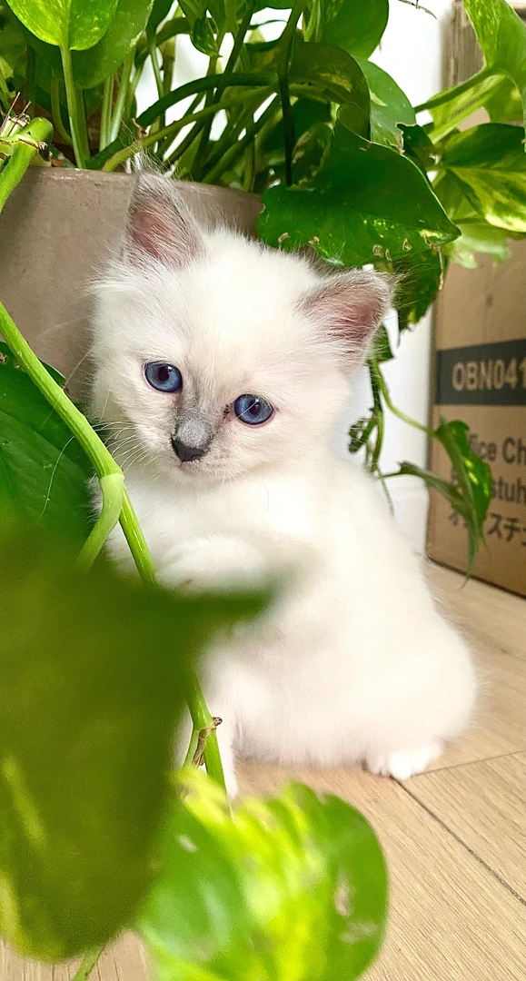 Blue, chaton Sacré de Birmanie blue point, Chatterie de la Noble Élégance à Colmar en Alsace