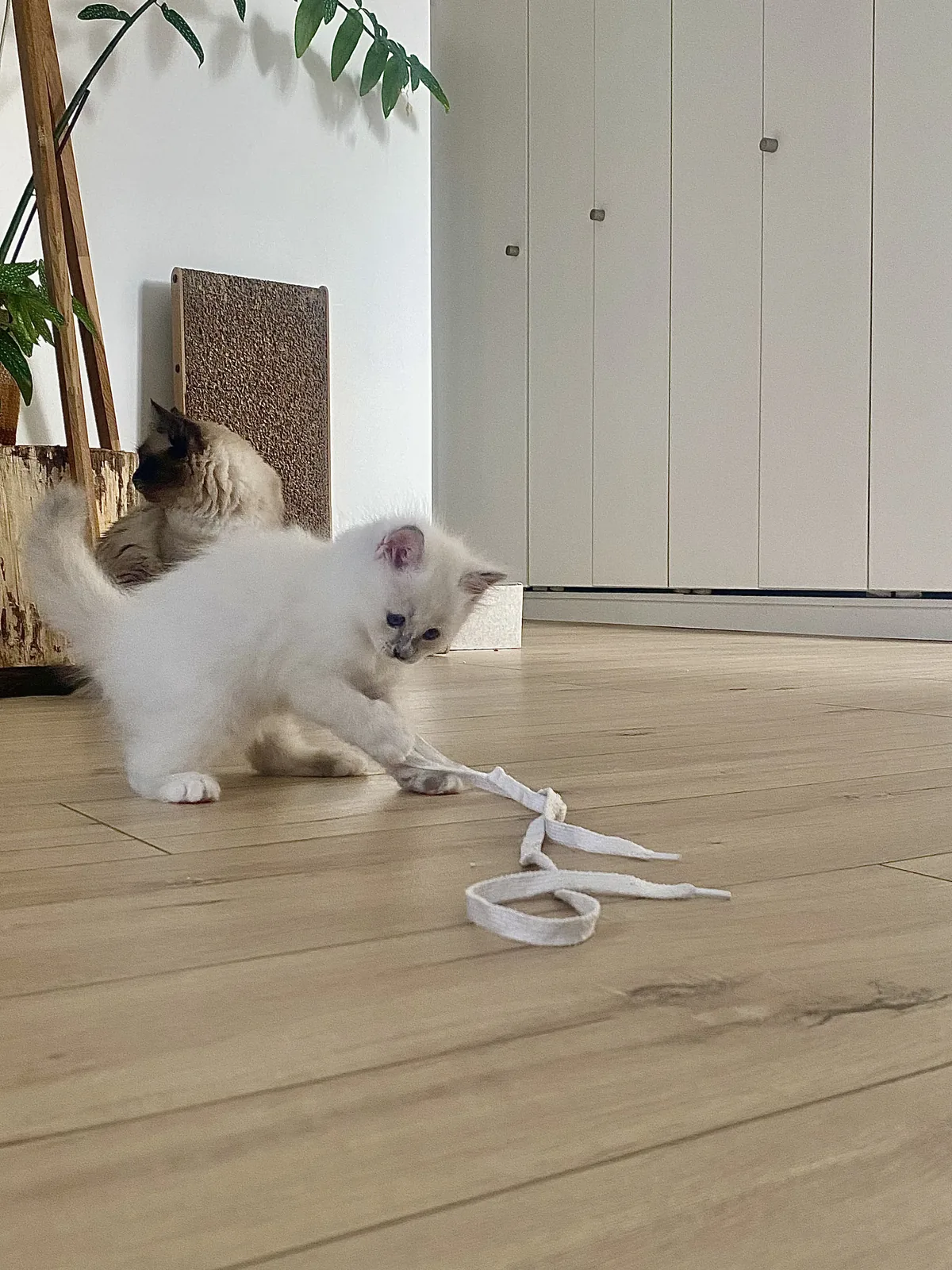 Brume, chatonne Sacré de Birmanie blue tortie, Chatterie de la Noble Élégance à Colmar en Alsace