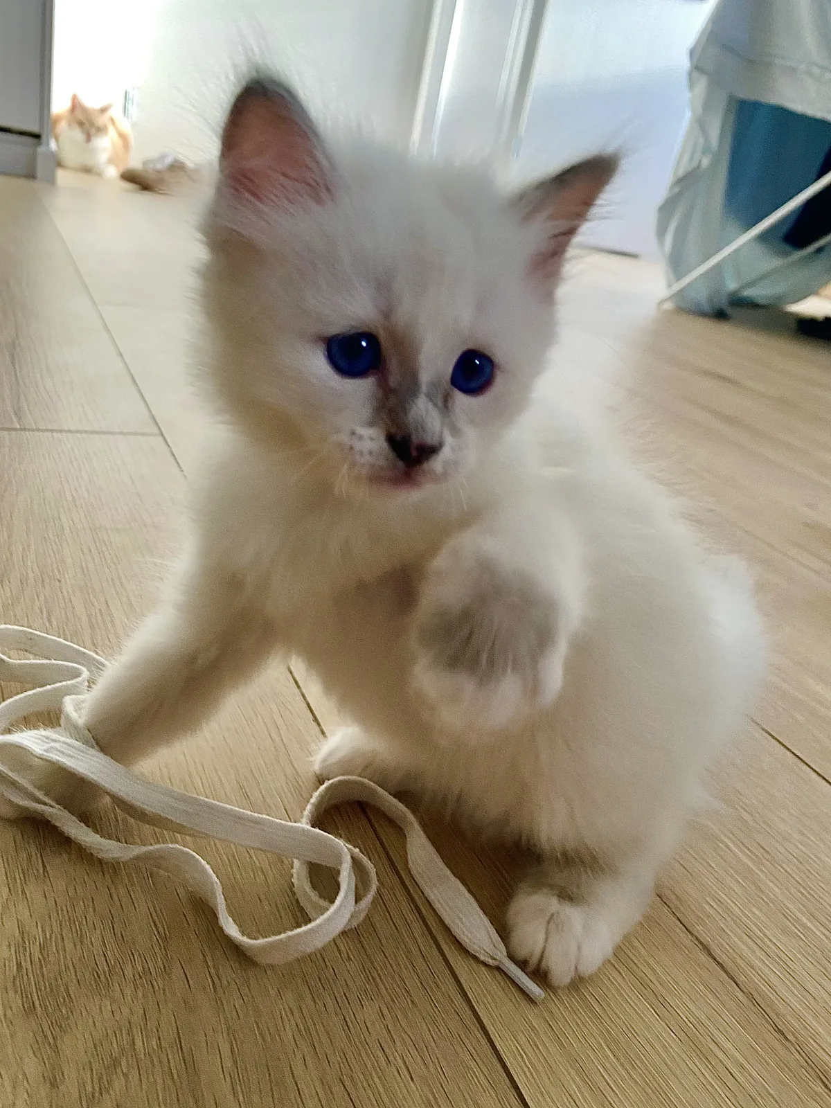 Brume, chatonne Sacré de Birmanie blue tortie, Chatterie de la Noble Élégance à Colmar en Alsace