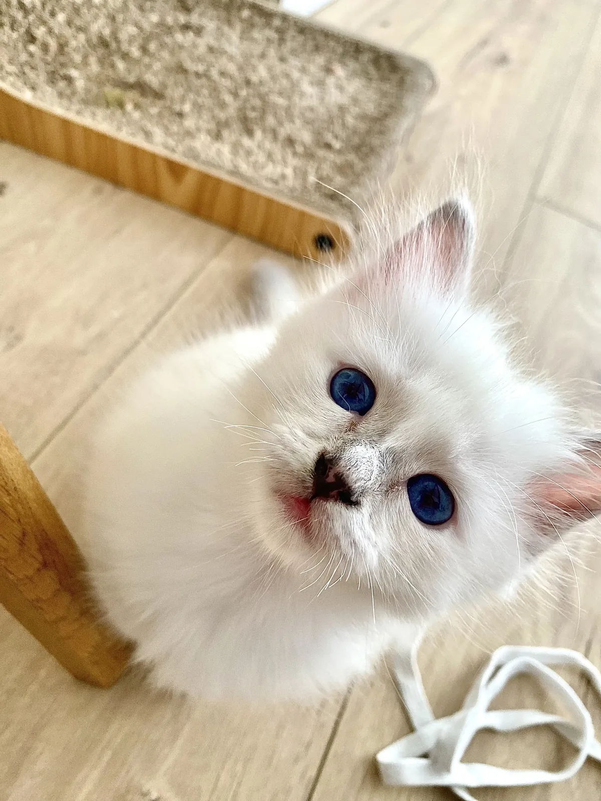 Brume, chatonne Sacré de Birmanie blue tortie, Chatterie de la Noble Élégance à Colmar en Alsace
